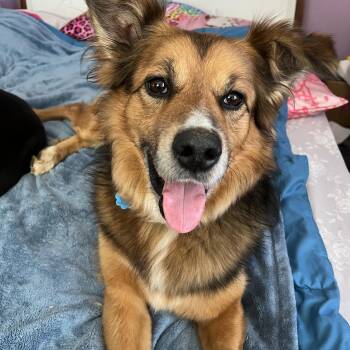 Collie Dogs Available for Adoption in Chevy Chase, Maryland - Ace | PetCurious