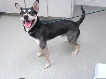 Siberian Husky and Mixed Breed Dogs Available for Adoption - FAT HEAD | PetCurious