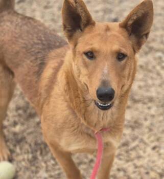 Rescue Carolina Dog and Mixed Breed Dogs for Adoption in Albuquerque, New Mexico - RIVER | PetCurious