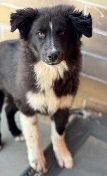 Rescue Border Collie and Australian Shepherd Dogs for Adoption in Fort Lupton, Colorado - Cale Caesar | PetCurious