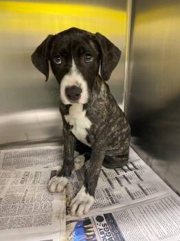 Mixed Breed Dogs Available for Adoption in Jackson, Tennessee - Scone | PetCurious