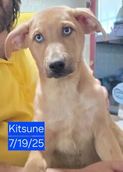Rescue Mixed Breed Dogs for Adoption in Fort Stockton, Texas - Kitsune | PetCurious