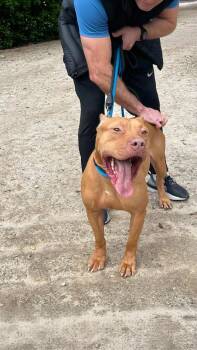 Deuce -  Pit Bull Terrier and American Staffordshire Terrier Dog for Adoption in Torrance, California - Deuce | PetCurious