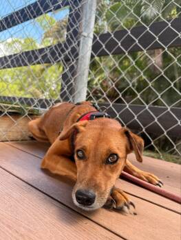 Sabanera -  Mixed Breed Dog for Adoption in New York, New York - Sabanera | PetCurious