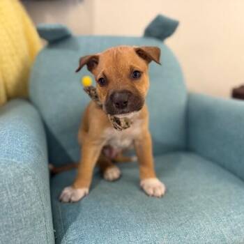 Pit Bull Terrier and Labrador Retriever Dogs Available for Adoption - Branch Wayne Perla | PetCurious