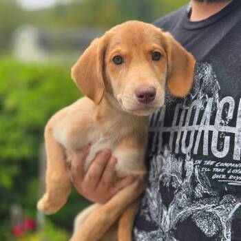 CT Helena avail Sep 26 -  Labrador Retriever and Great Pyrenees Dog for Adoption in Eastford, Connecticut - CT Helena Avail Sep 26 | PetCurious