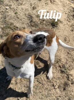 Treeing Walker Coonhound Dogs Available for Adoption in Manistee, Michigan - Tulip | PetCurious