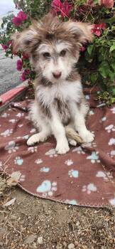 Kona -  Goldendoodle Dog for Adoption in Torrance, California - Kona | PetCurious
