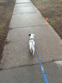 Chihuahua Dogs Available for Adoption in Aurora, Colorado - Miffy | PetCurious