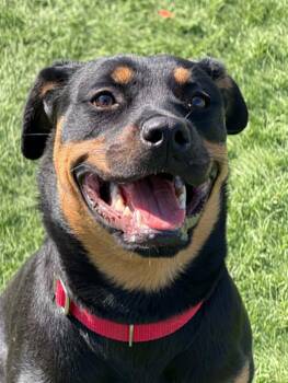 Rottweiler Dogs Available for Adoption in Lenexa, Kansas - Sera | PetCurious