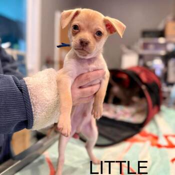 Chihuahua and Mixed Breed Dogs Available for Adoption in Bend, Oregon - Little (blue) | PetCurious