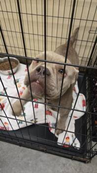 American Bulldog and Mixed Breed Dogs Available for Adoption in Texas City, Texas - BIRTHA | PetCurious