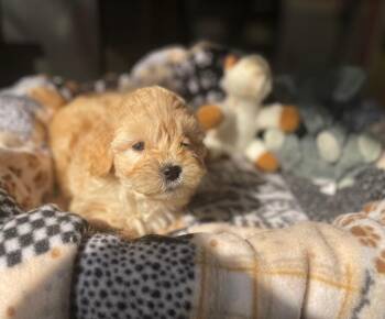 Poodle Dogs Available for Adoption - Poodle Pup 5 (Evelyn) | PetCurious