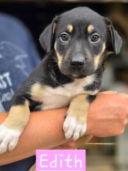 Edith -  Mixed Breed Dog for Adoption in Walthill, Nebraska - Edith | PetCurious