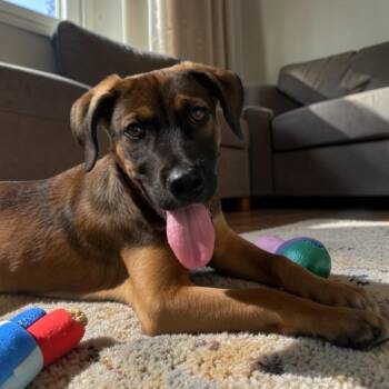 Labrador Retriever and Australian Shepherd Dogs Available for Adoption in San Diego, California - Georgie  | PetCurious