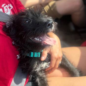 Neptune(Micro) -  Standard Poodle and Black Labrador Retriever Dog for Adoption in Ferndale, Michigan - Neptune(Micro) | PetCurious
