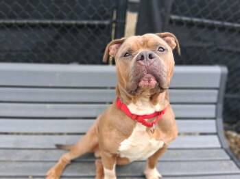 Rescue Pit Bull Terrier Dogs for Adoption in Eighty Four, Pennsylvania - Garth | PetCurious
