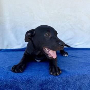 Hash -  Black Labrador Retriever Dog for Adoption in Carencro, Louisiana - Hash | PetCurious