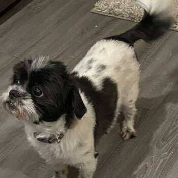 Rescue Shih Tzu and Maltese Dogs for Adoption in Fort Smith, Arkansas - Bentley | PetCurious