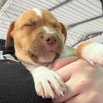 Cali -  Terrier and Mixed Breed Dog for Adoption in Pinellas Park, Florida - Cali | PetCurious