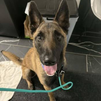 Belgian Shepherd Malinois Dogs Available for Adoption in Saint-basile, Quebec - Nova | PetCurious