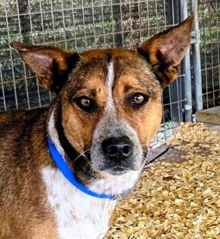 Australian Cattle Dog Blue Heeler Dogs Available for Adoption - Butters | PetCurious