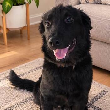 Salem -  Flat Coated Retriever and Retriever Dog for Adoption in San Diego, California - Salem | PetCurious