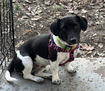 Rescue Dachshund Dogs for Adoption in WDM, Iowa - Katy | PetCurious