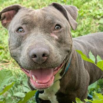 Haberdasher -  Pit Bull Terrier Dog for Adoption in Naperville, Illinois - Haberdasher | PetCurious