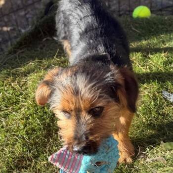 Yorkshire Terrier and Dachshund Dogs Available for Adoption - Geoffrey | PetCurious