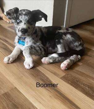 Boomer -  Australian Shepherd Dog for Adoption in Littleton, Colorado - Boomer | PetCurious