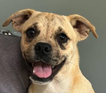 Pug Dogs Available for Adoption - Mixie Moon ~ Local Girl | PetCurious