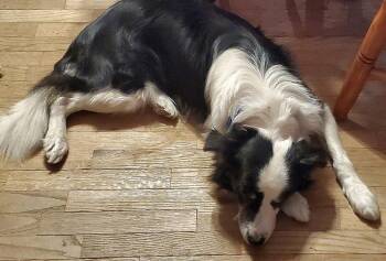 Border Collie Dogs Available for Adoption - Roosevelt | PetCurious