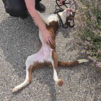 Cinnamon -  Terrier Dog for Adoption in Conway, New Hampshire - Cinnamon | PetCurious