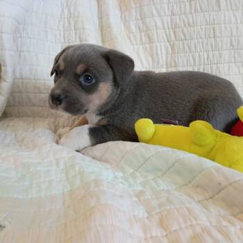 Cersei -  Mixed Breed Dog for Adoption in Wadena, Minnesota - Cersei | PetCurious