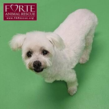 Rescue Maltipoo Dogs for Adoption in Marina Del Rey, California - Snowball | PetCurious