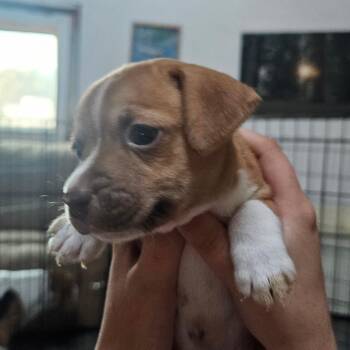 Bing-Bong -  Pit Bull Terrier and Chihuahua Dog for Adoption in Oceanside, California - Bing-Bong | PetCurious