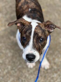 Darius in NH. Come Meet our Adoptable Dogs Wednesday-Saturday. M -  Boxer Dog for Adoption in Manchester, New Hampshire - Darius In NH. Come Meet Our Adoptable Dogs Wednesday-Saturday. M | PetCurious
