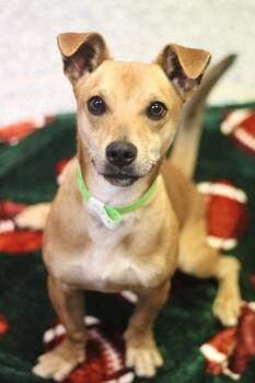 Rescue Chihuahua Dogs for Adoption in Manchester, New Hampshire - Nugget In NH! Come Meet Our Adoptable Dogs Wednesday-Saturday. M | PetCurious