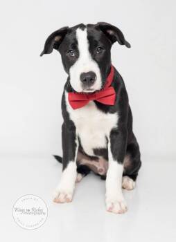 Saint -  Labrador Retriever Dog for Adoption in Tuscaloosa, Alabama - Saint | PetCurious