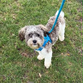 MAX is only 9 pounds -  Maltipoo Dog Available for Adoption in Kaufman, Texas - MAX Is Only 9 Pounds | PetCurious