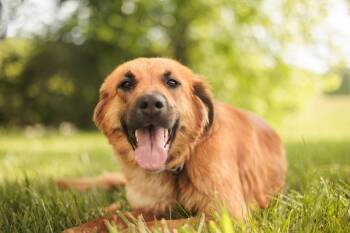 Retriever and Shepherd Dogs Available for Adoption in Gradyville, Kentucky - Bailey | PetCurious