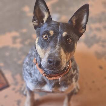 Buck -  Australian Cattle Dog Blue Heeler Dog for Adoption in Bridgeport, California - Buck | PetCurious