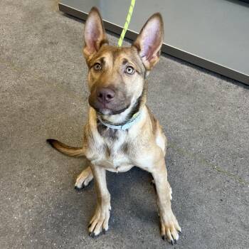 Mixed Breed Dogs Available for Adoption in Las Cruces, New Mexico - Drake | PetCurious