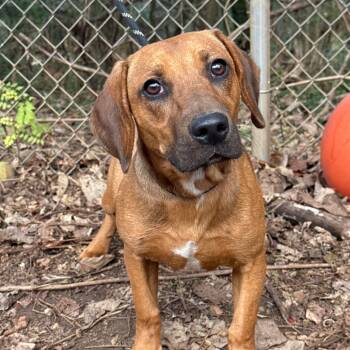 Rescue Rhodesian Ridgeback and Hound Dogs for Adoption in Riverwoods, Illinois - Butterball | PetCurious