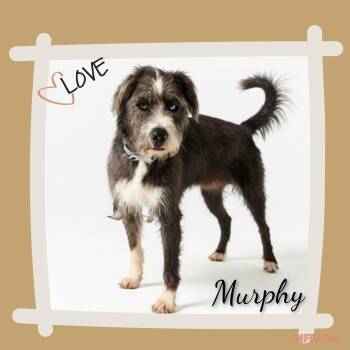 Murphy -  Terrier Dog for Adoption in Fredericksburg, Virginia - Murphy | PetCurious