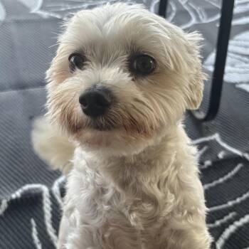 Frankie -  Maltese Dog for Adoption in Alafaya, Florida - Frankie | PetCurious