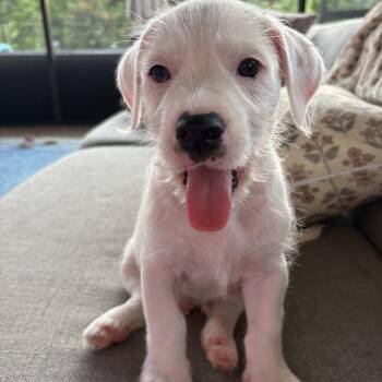 Henry -  Wirehaired Terrier and Dachshund Dog for Adoption - Henry | PetCurious