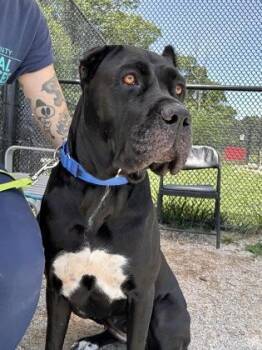 Bella Della -  Mixed Breed Dog for Adoption in Fairfax, Virginia - Bella Della | PetCurious