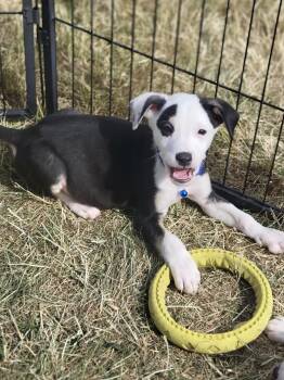 Mixed Breed Dogs Available for Adoption in Elkhorn, Wisconsin - Conway | PetCurious